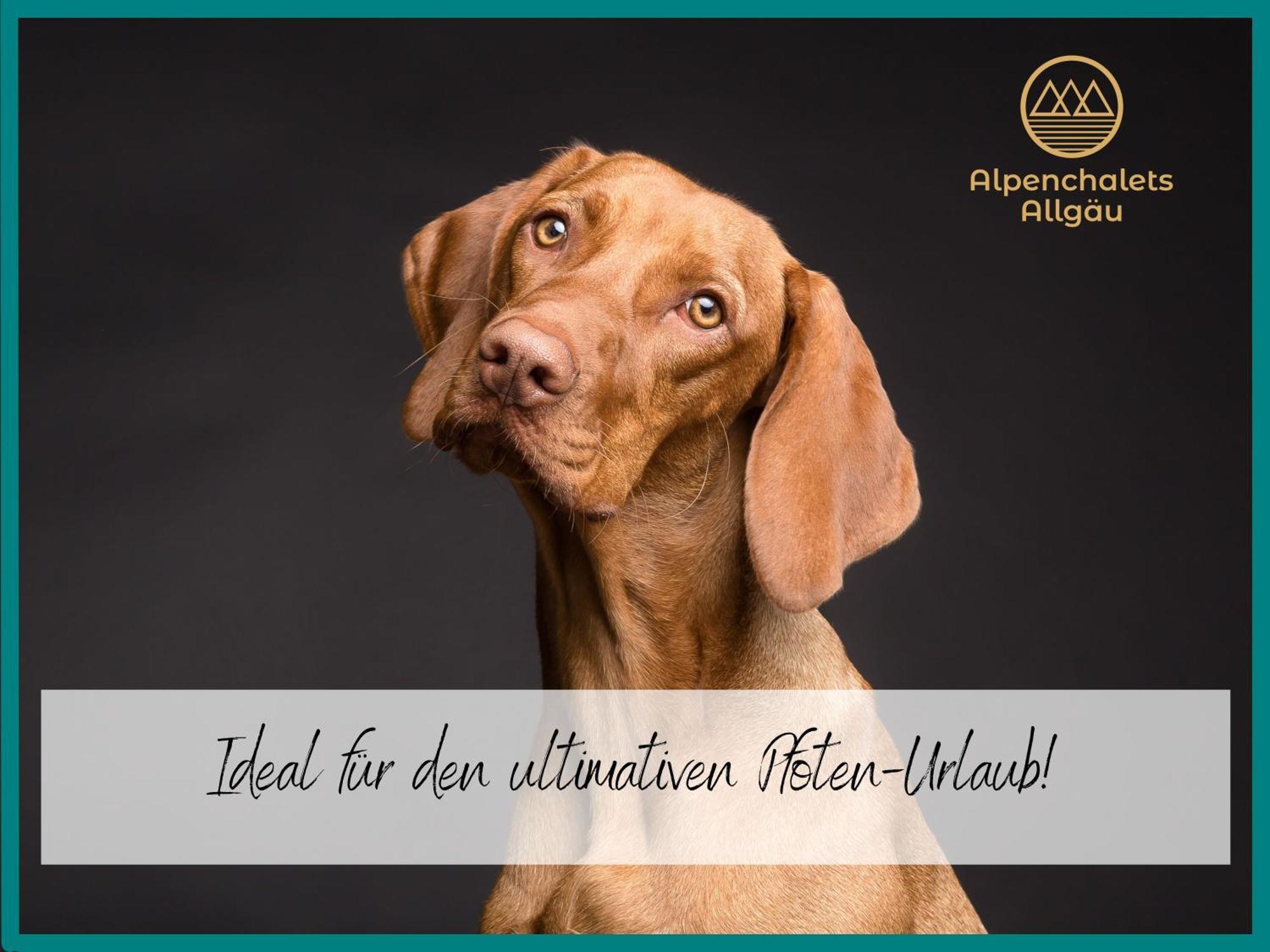 Apartment Allgäuer Alpenchalets: Cozy Mountain Retreat With Dog-friendly Options *